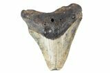 Bargain, Megalodon Tooth - North Carolina #152963-3
